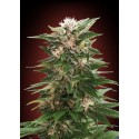 KAYA 47 100% FEMINIZADA (ADVANCED SEEDS)