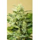 AUTO LOW GIRL 100% FEMINIZADA (ADVANCED SEEDS)