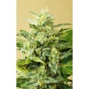 AUTO LOW GIRL 100% FEMINIZADA (ADVANCED SEEDS)