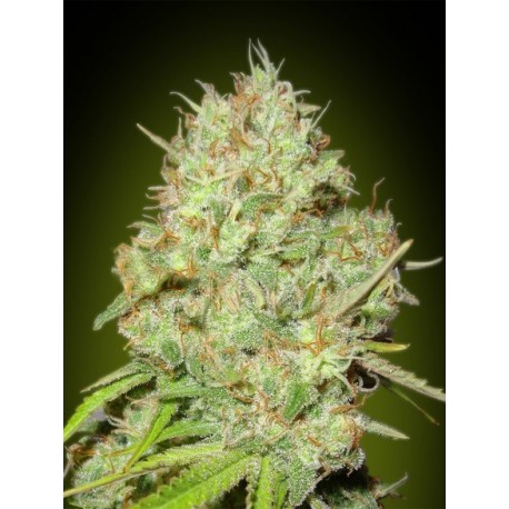 SHARK WIDOW 100% FEMINIZADA (ADVANCED SEEDS)