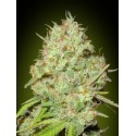 SHARK WIDOW 100% FEMINIZADA (ADVANCED SEEDS)