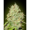 SHARK WIDOW 100% FEMINIZADA (ADVANCED SEEDS)