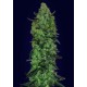 AUTO SKUNK MASS 100% FEMINIZADA (ADVANCED SEEDS)