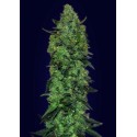 AUTO SKUNK MASS 100% FEMINIZADA (ADVANCED SEEDS)