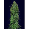 AUTO SKUNK MASS 100% FEMINIZADA (ADVANCED SEEDS)