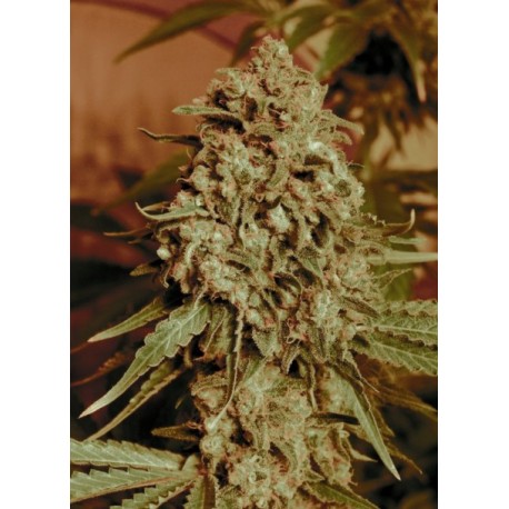 SOMANGO WIDOW 100% FEMINIZADA (ADVANCED SEEDS)