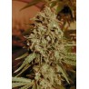 SOMANGO WIDOW 100% FEMINIZADA (ADVANCED SEEDS)