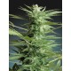 AUTO SWEET DWARF 100% FEMINIZADAS (ADVANCED SEEDS)