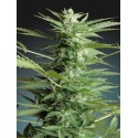 AUTO SWEET DWARF 100% FEMINIZADAS (ADVANCED SEEDS)