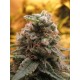 AUTO TOP-69 100% FEMINIZADA (ADVANCED SEEDS)