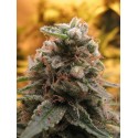 AUTO TOP-69 100% FEMINIZADA (ADVANCED SEEDS)