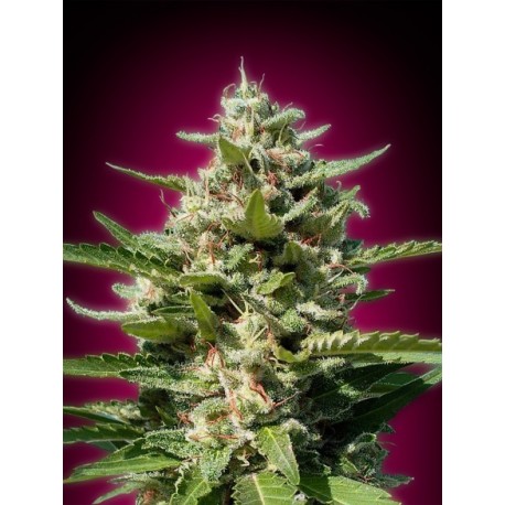 WHITE KUSH 100% FEMINIZADA (ADVANCED SEEDS)