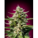 WHITE KUSH 100% FEMINIZADA (ADVANCED SEEDS)