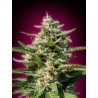 WHITE KUSH 100% FEMINIZADA (ADVANCED SEEDS)