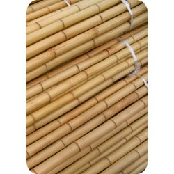 Tutor Bambú 60 cm 6/8, 50 uds 
