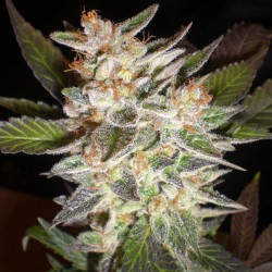 Auto Cheese Candy