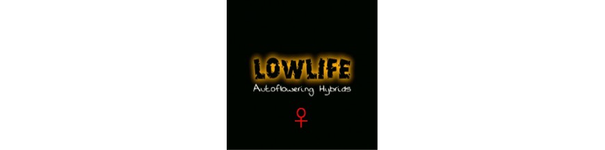 Lowlife Automatic